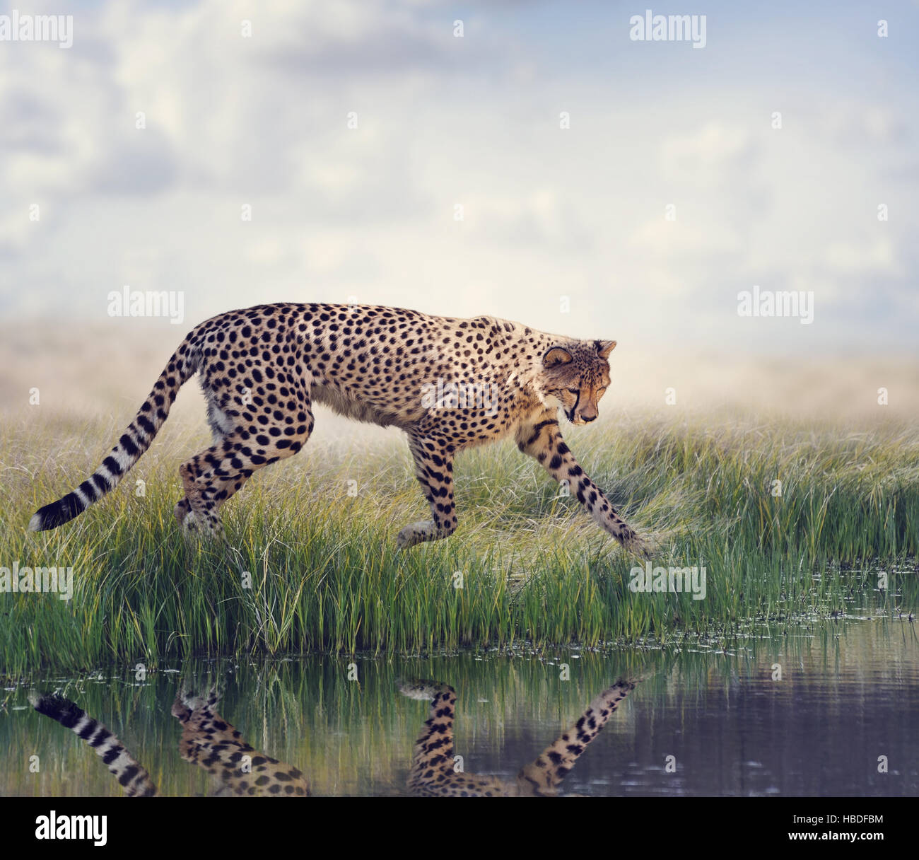 Cheetah near pond Stock Photo