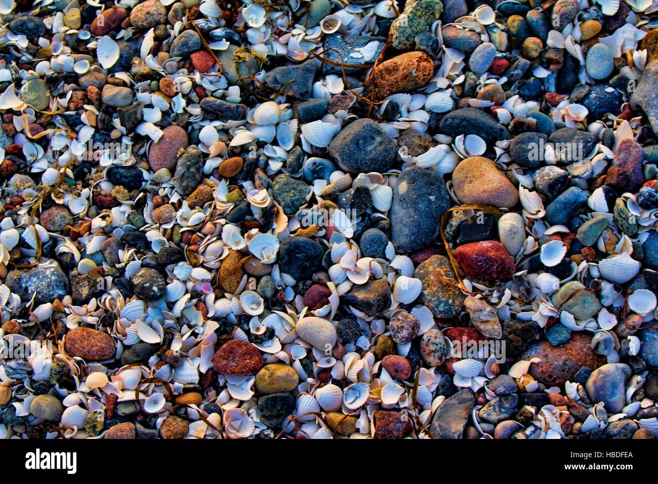Shelll Stones Stones seashells hi-res stock photography and images - Alamy