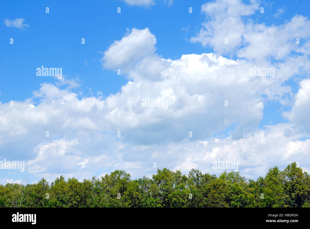 Trees in the field against the blue sky with clouds Stock Photo - Alamy