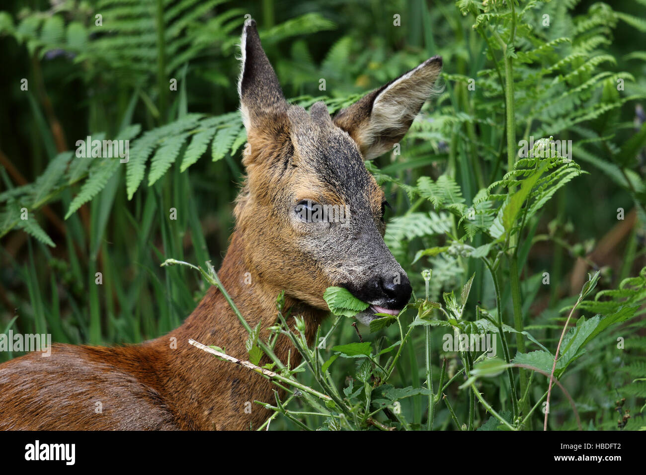 Roe Deer (Capreolus capreolus) eating leaves. Taken in Dumfries & Galloway, Scotland. Stock Photo
