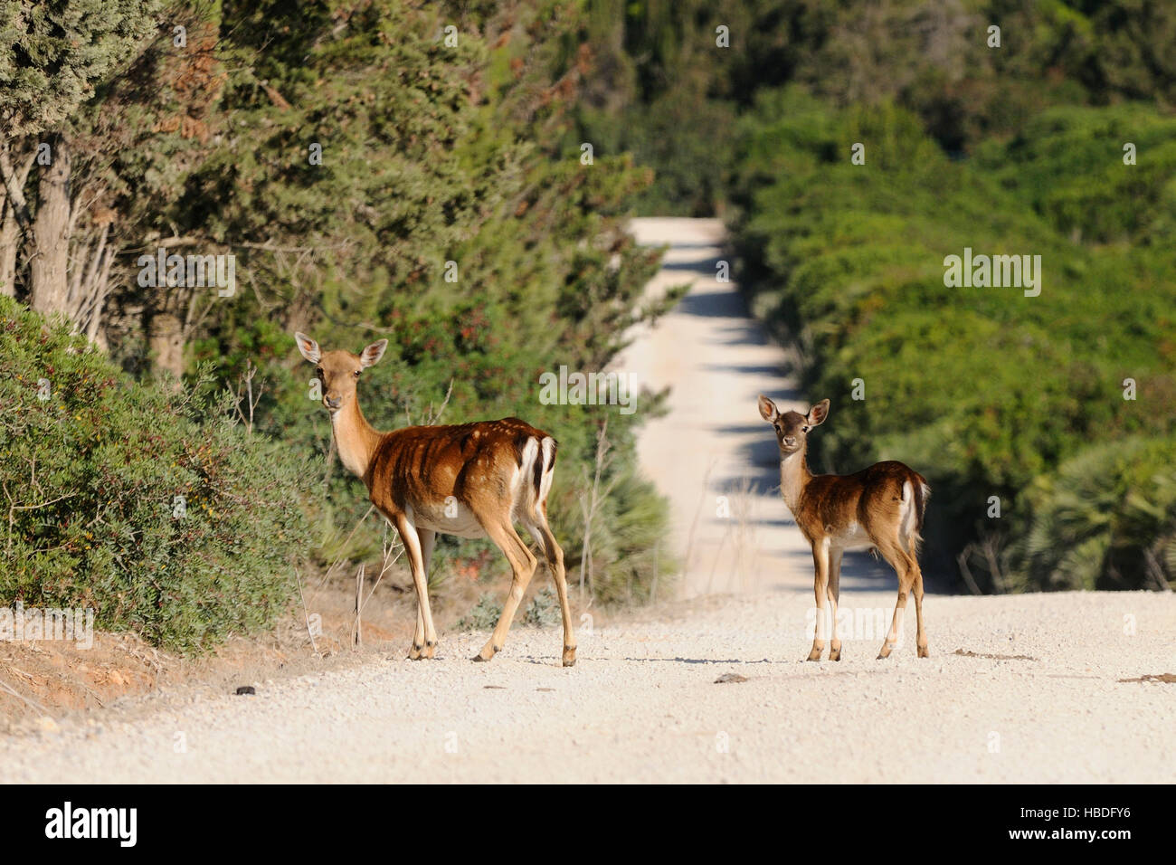 Fallow deer (Cervus dama / Dama dama) doe with fawn in grassland at forest's edge in autumn, Capo Caccia, Sardiania, Italy Stock Photo