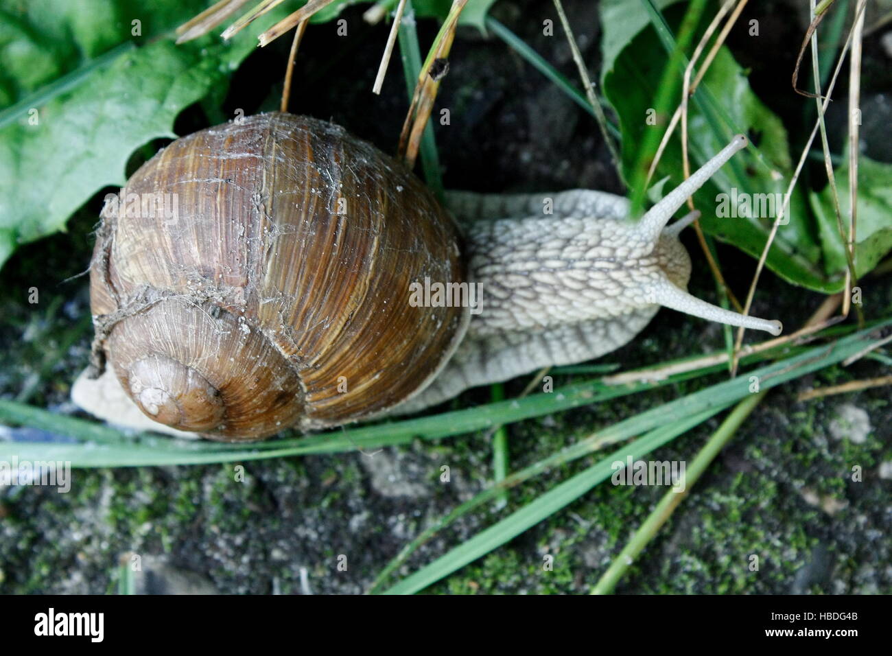 Country lung snail hi-res stock photography and images - Alamy