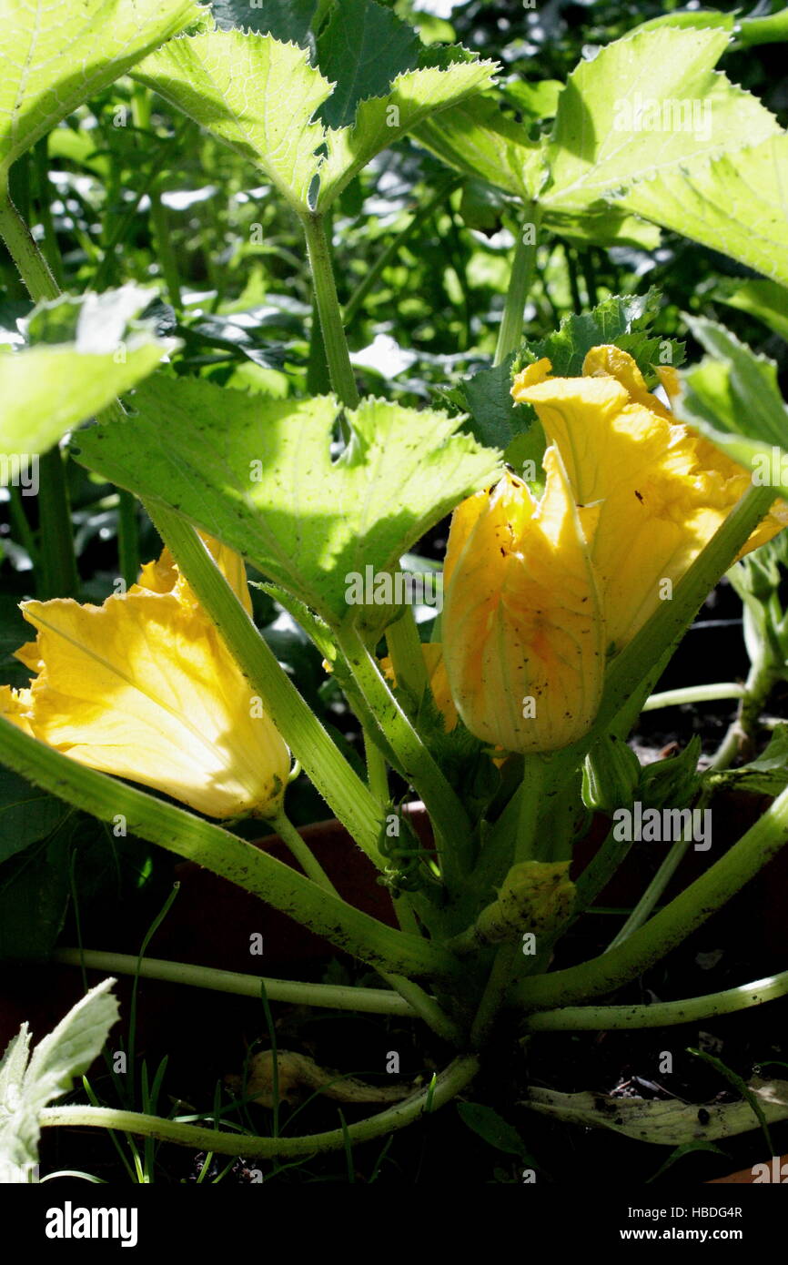 Zucchini with flowers Stock Photo Alamy