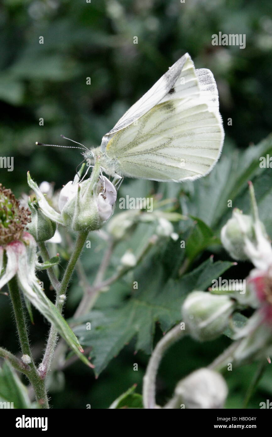 Butterfly, cabbage white butterfly on flower Stock Photo Alamy