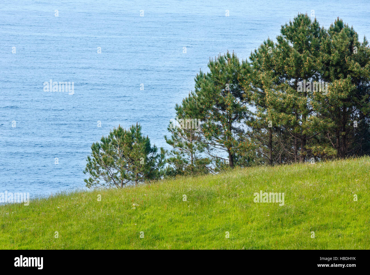 Pine trees on summer coast Stock Photo - Alamy