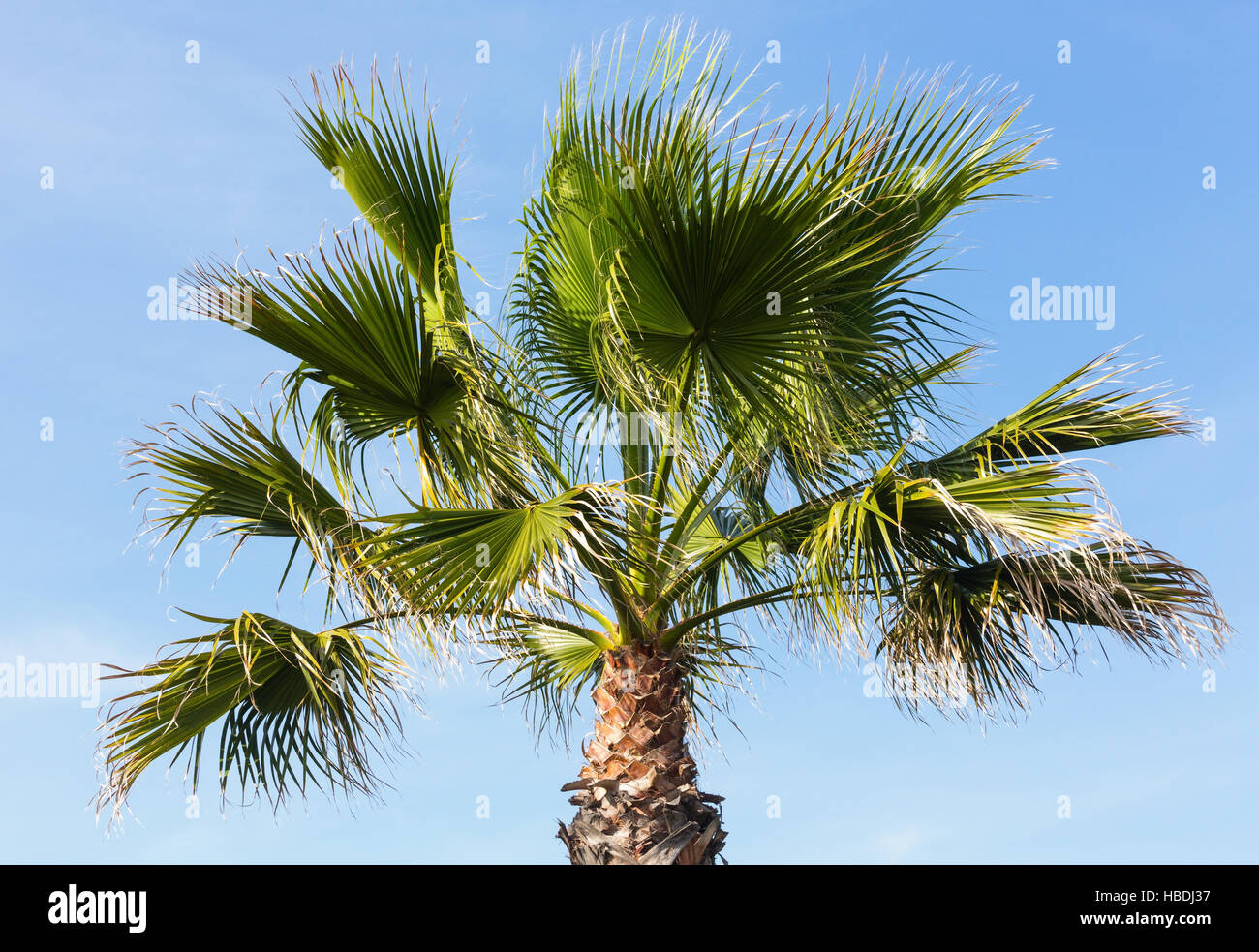Palm tree on blue sky background Stock Photo - Alamy