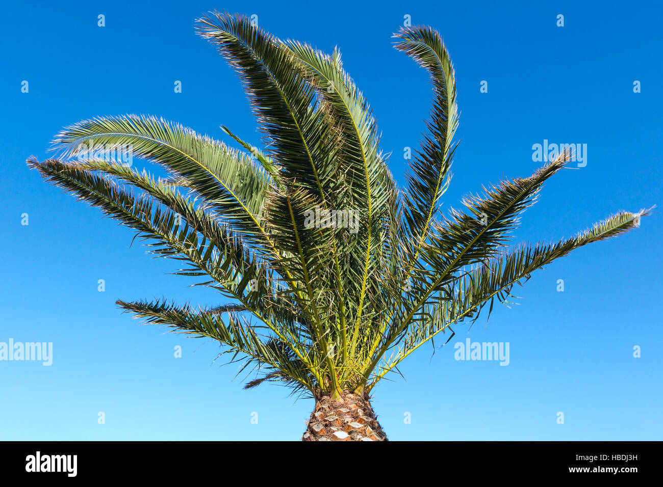 Palm tree on blue sky background Stock Photo - Alamy