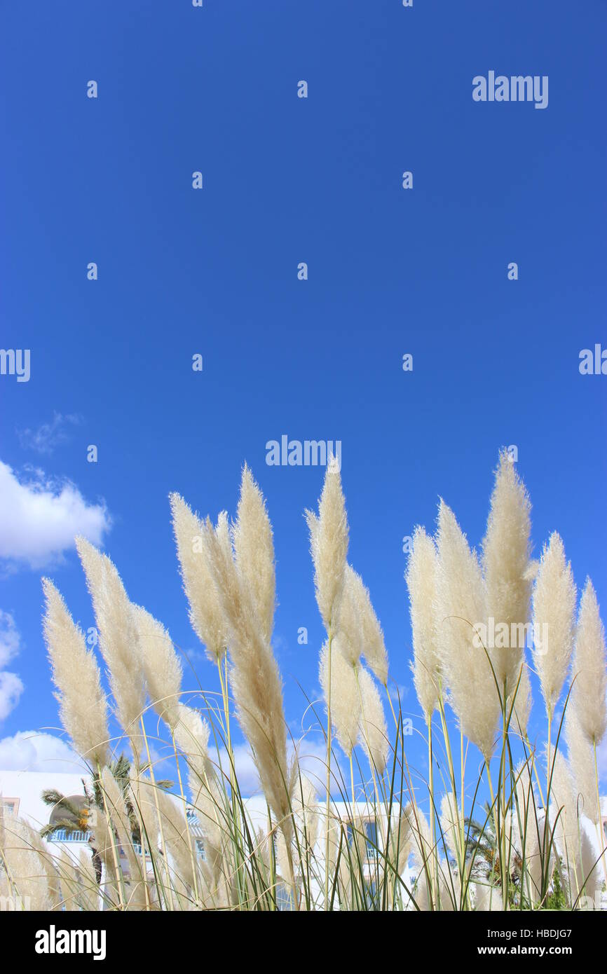 Pampas grass not cortaderia not bouquet hires stock photography and