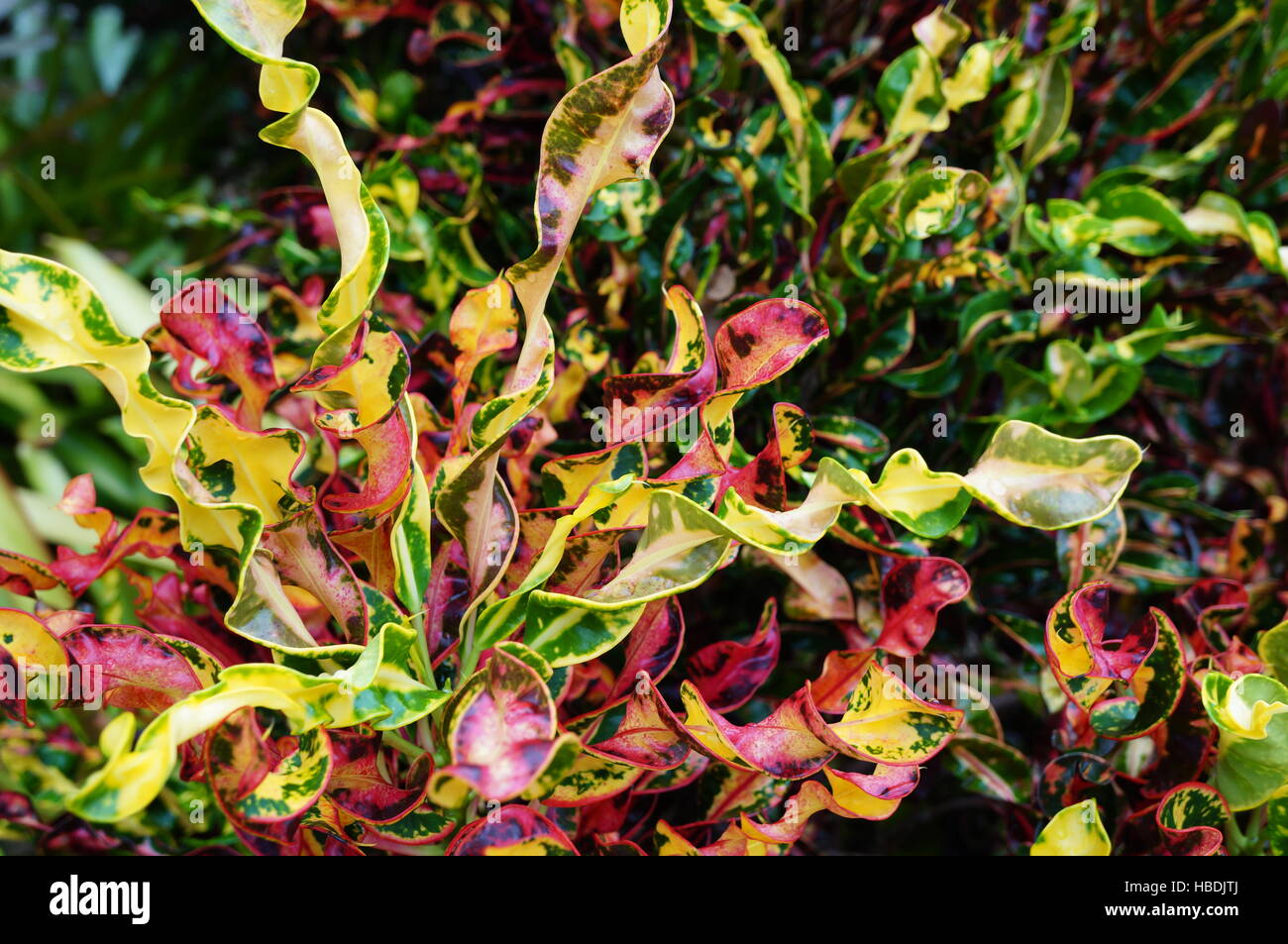 Red and yellow corkscrew fire croton tropical plant Stock Photo