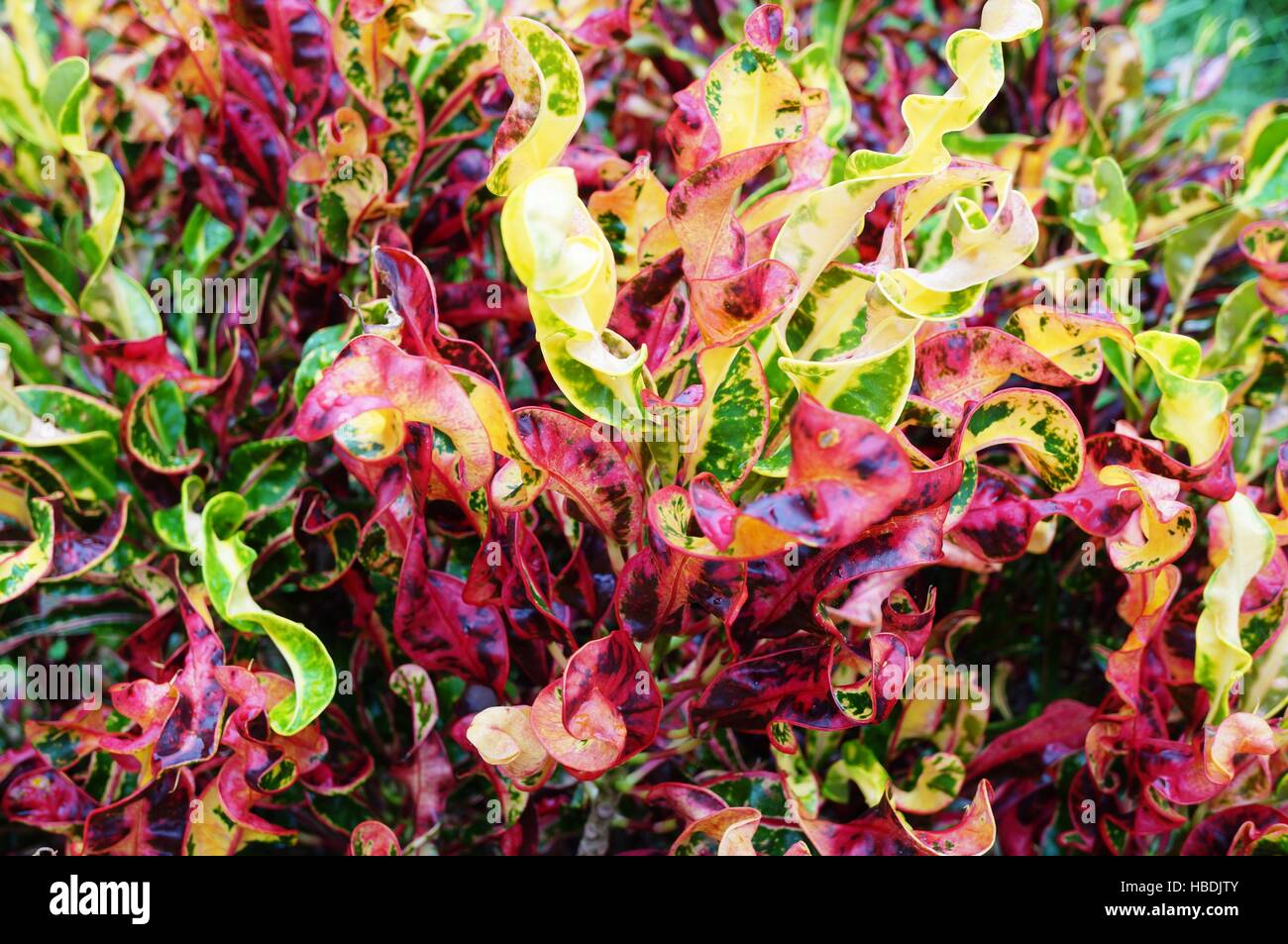 Red and yellow corkscrew fire croton tropical plant Stock Photo Alamy