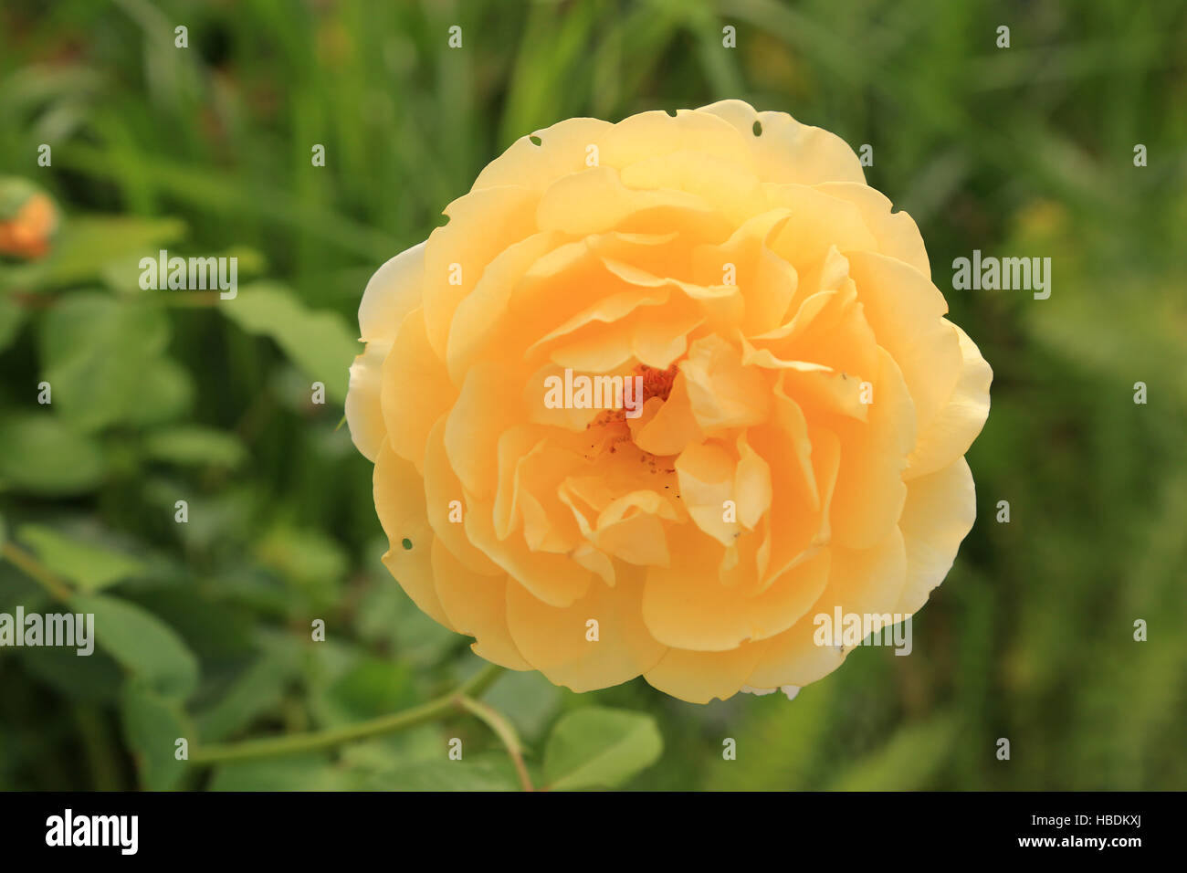 Rose, Graham Thomas Stock Photo
