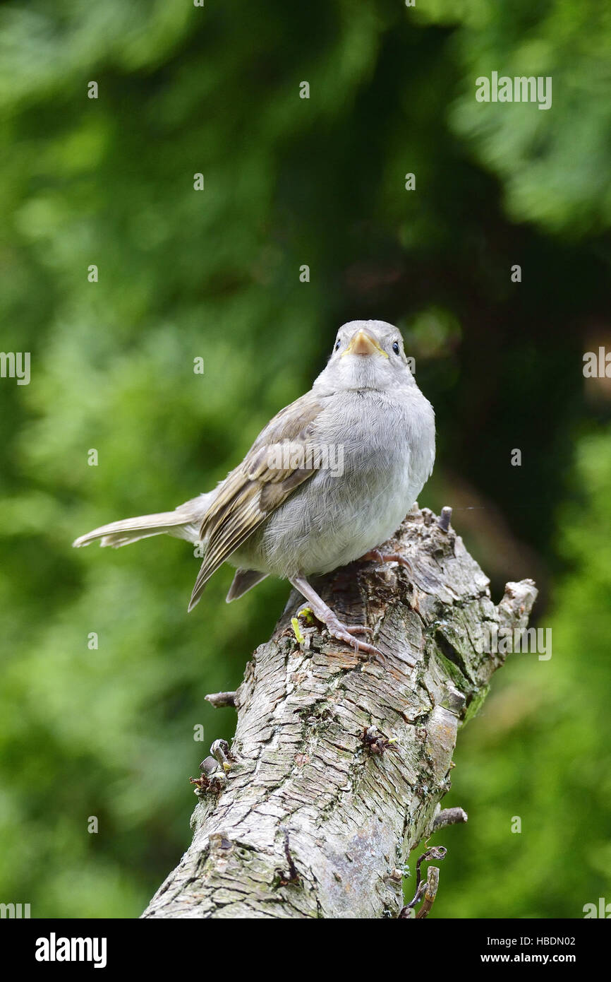 Young House Sparrow Stock Photo