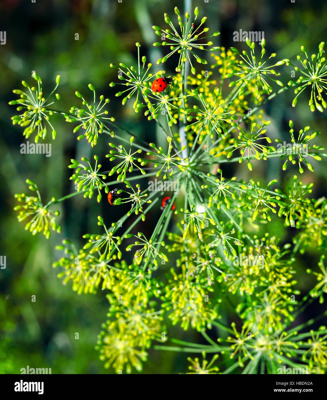 Ladybugs on a plant Stock Photo - Alamy