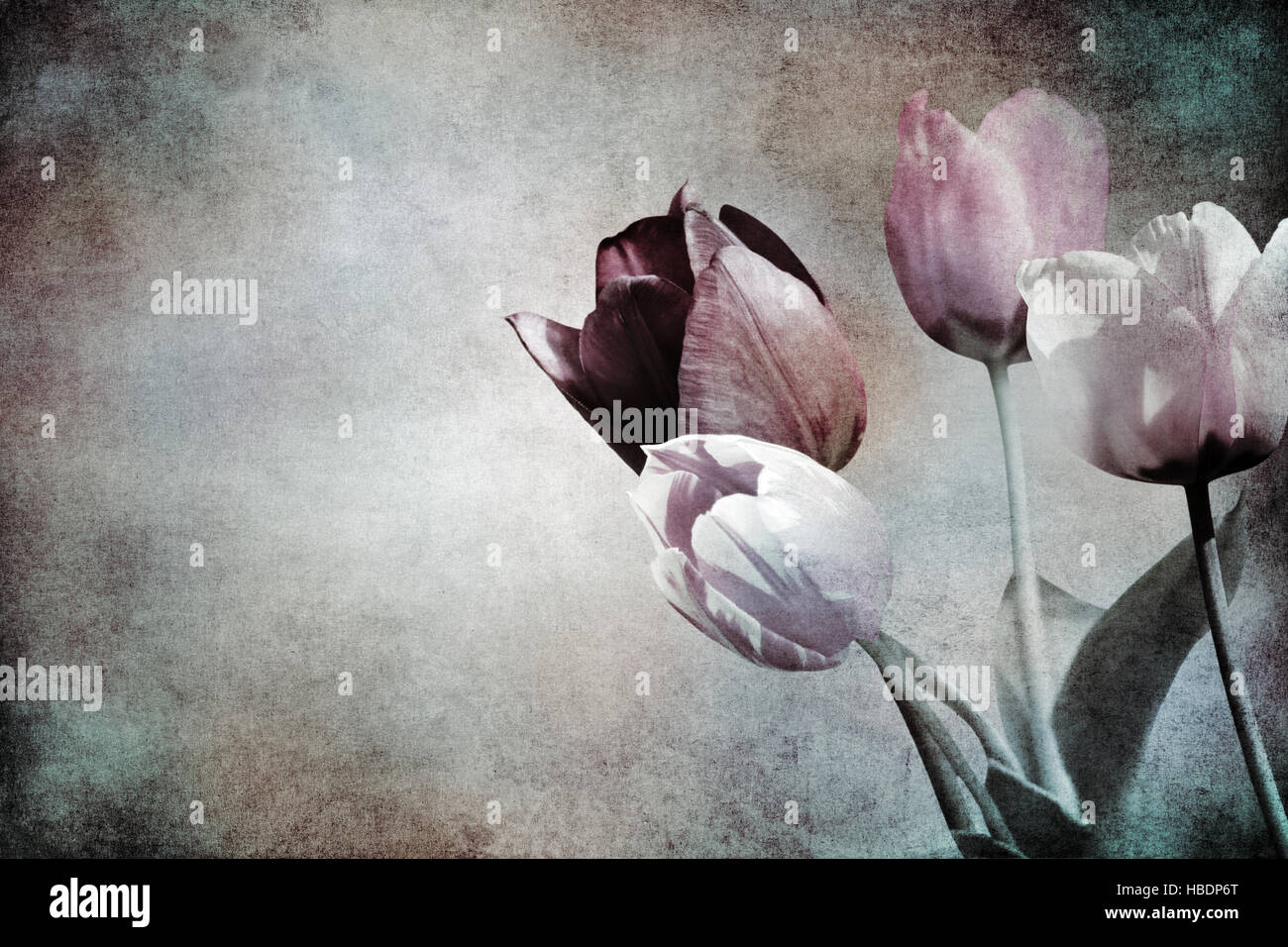blooming flowers mourning concept toned Stock Photo Alamy