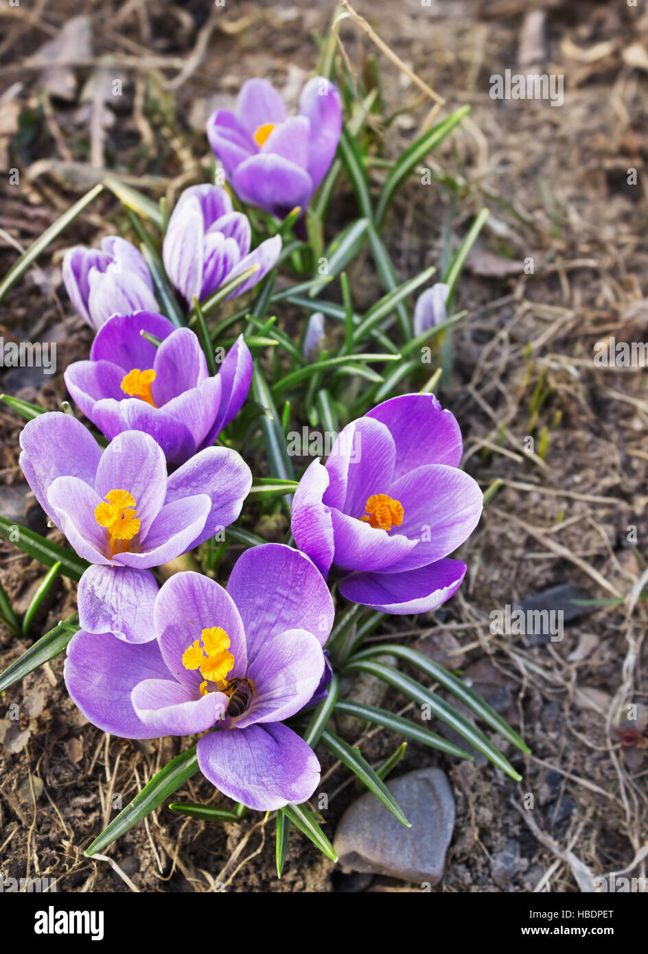 Group spring crocuses bloom in April Stock Photo - Alamy