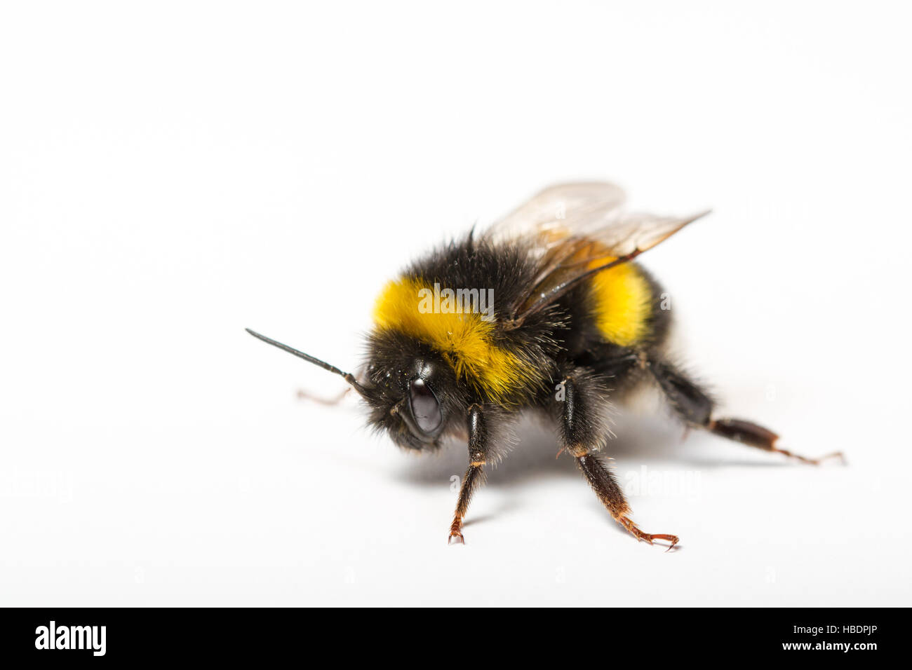 Bumblebee Macro Photography Stock Photo Alamy