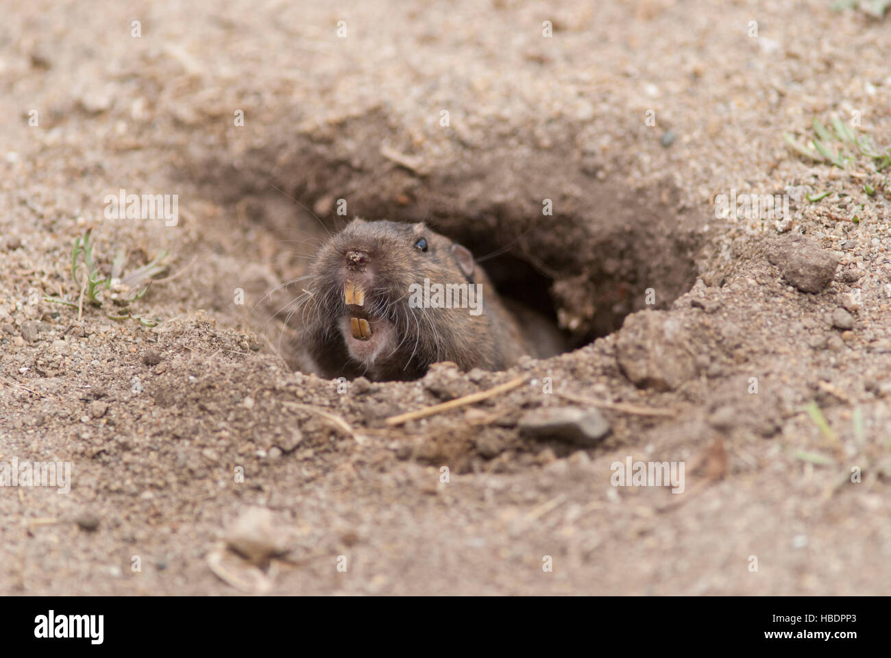 Gopher Teeth High Resolution Stock Photography and Images Alamy