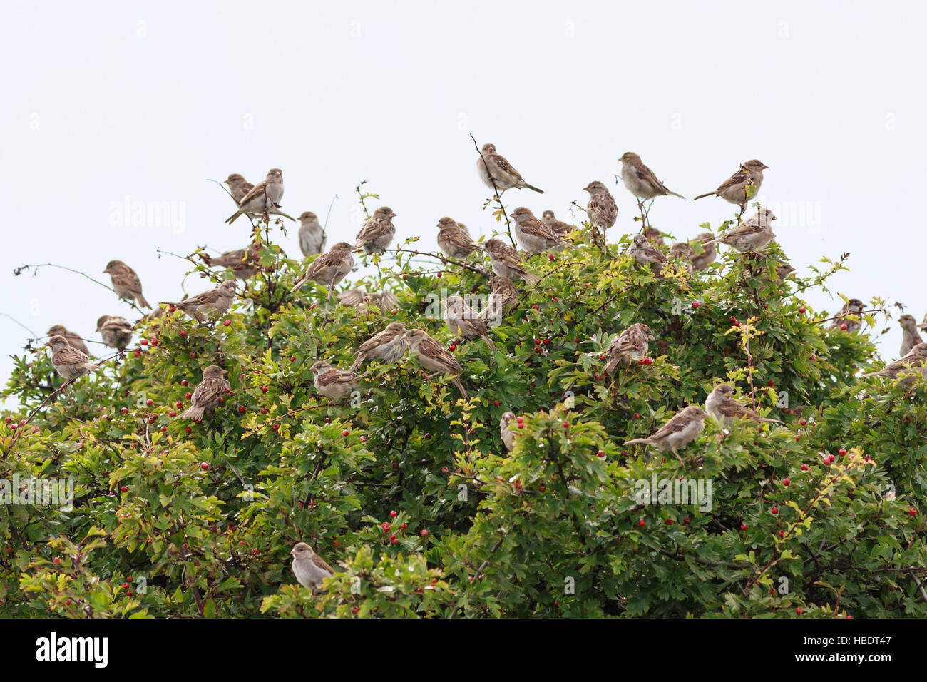 house sparrow flock in hawthorn Stock Photo