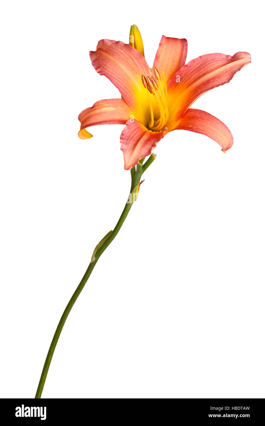 Single stem with a pink and yellow daylily flower and unopened bud isolated against a white background Stock Photo