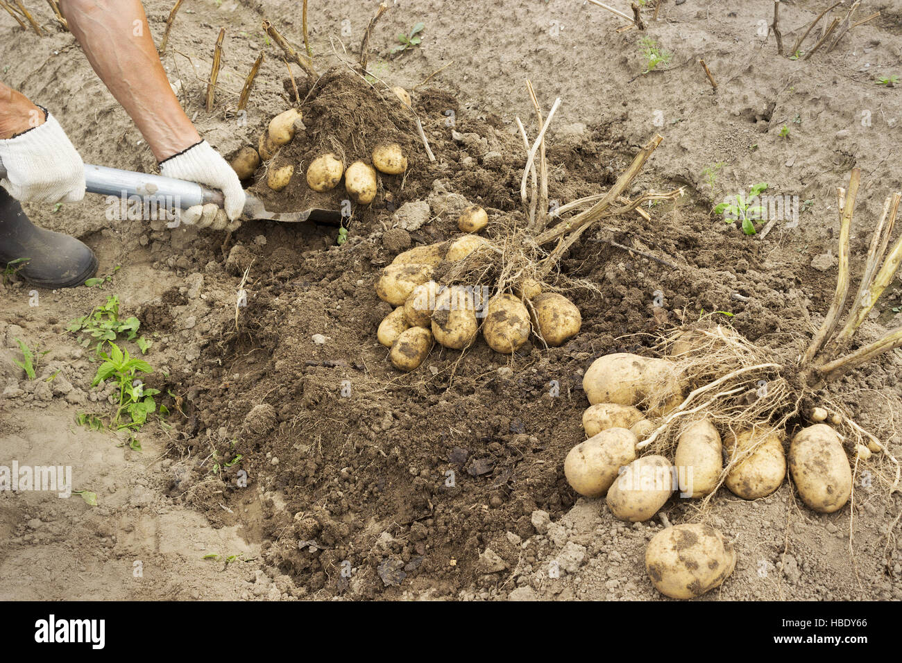 Rancher harvesting potato Stock Photo