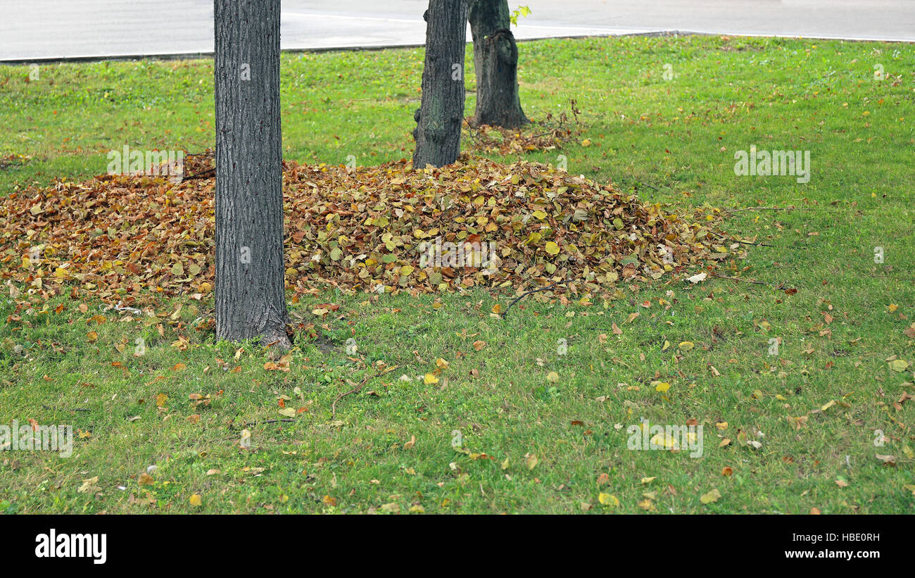 Pile of Leaves Stock Photo Alamy