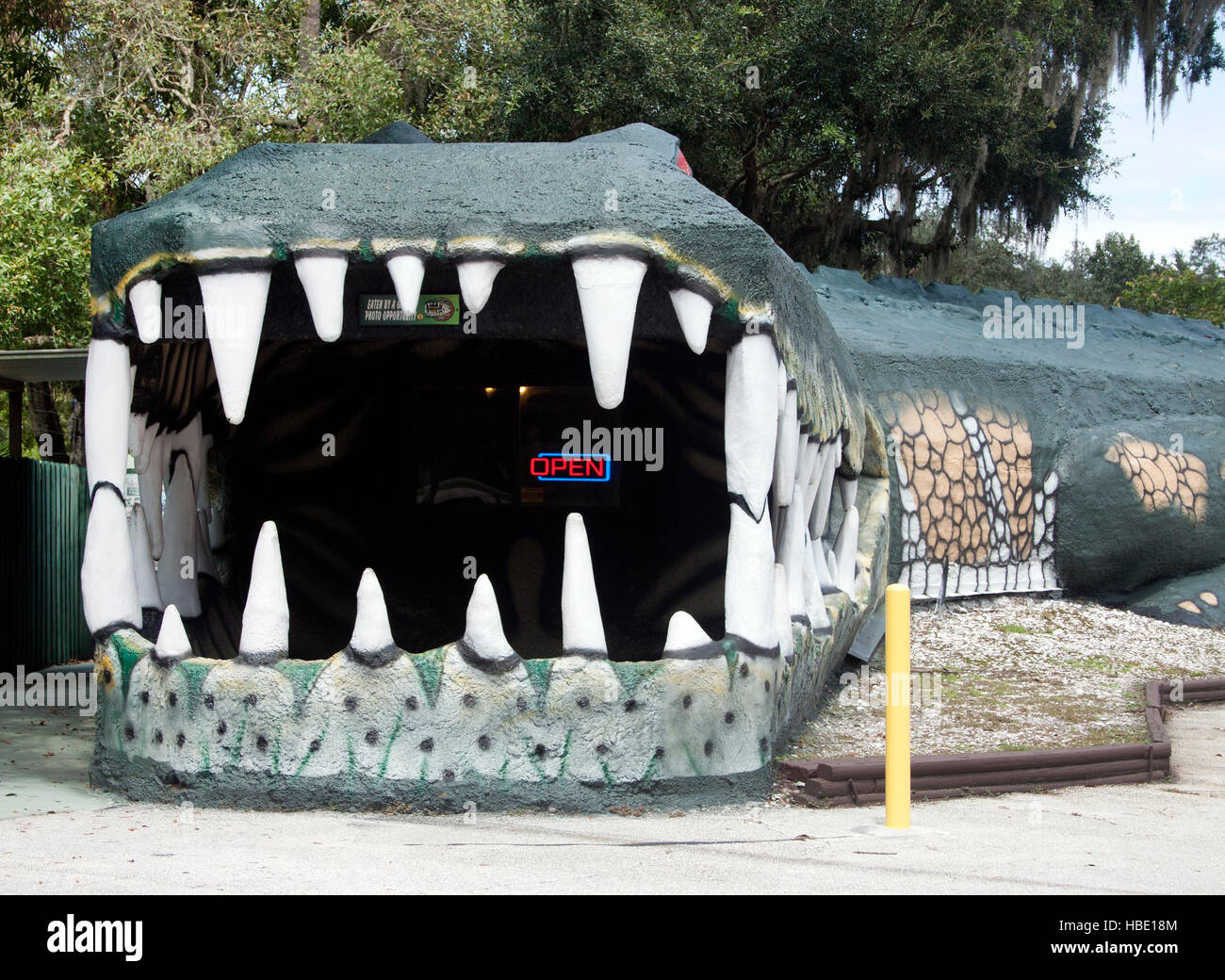 Meet Swampy, the World's Largest Alligator at Jungle Adventures in Christmas, FL — a massive roadside reptile and photo op you can’t miss! Stock Photo