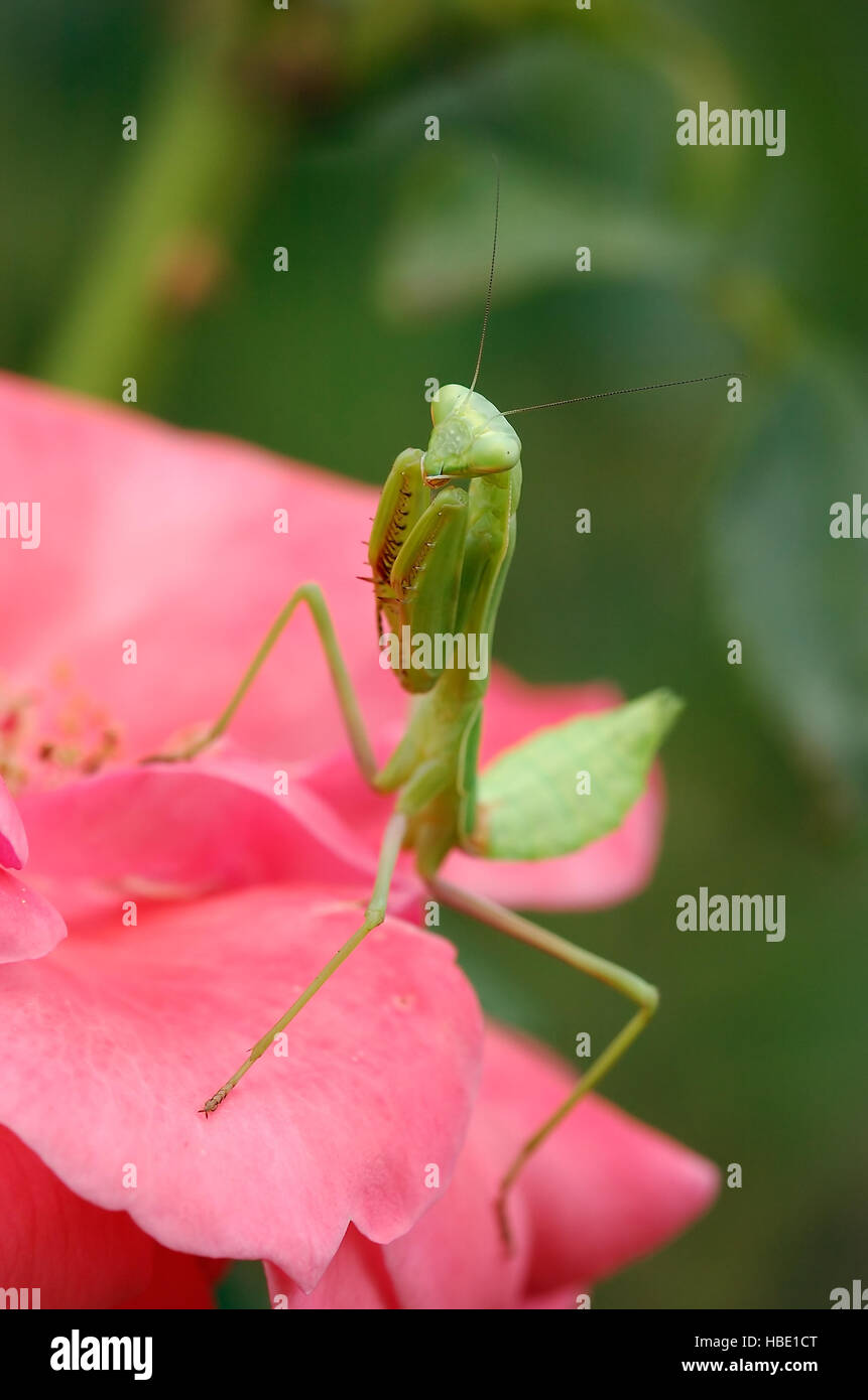 Mantis on Rose, Arizona Mantis female, Stagmomantis limbata, Praying