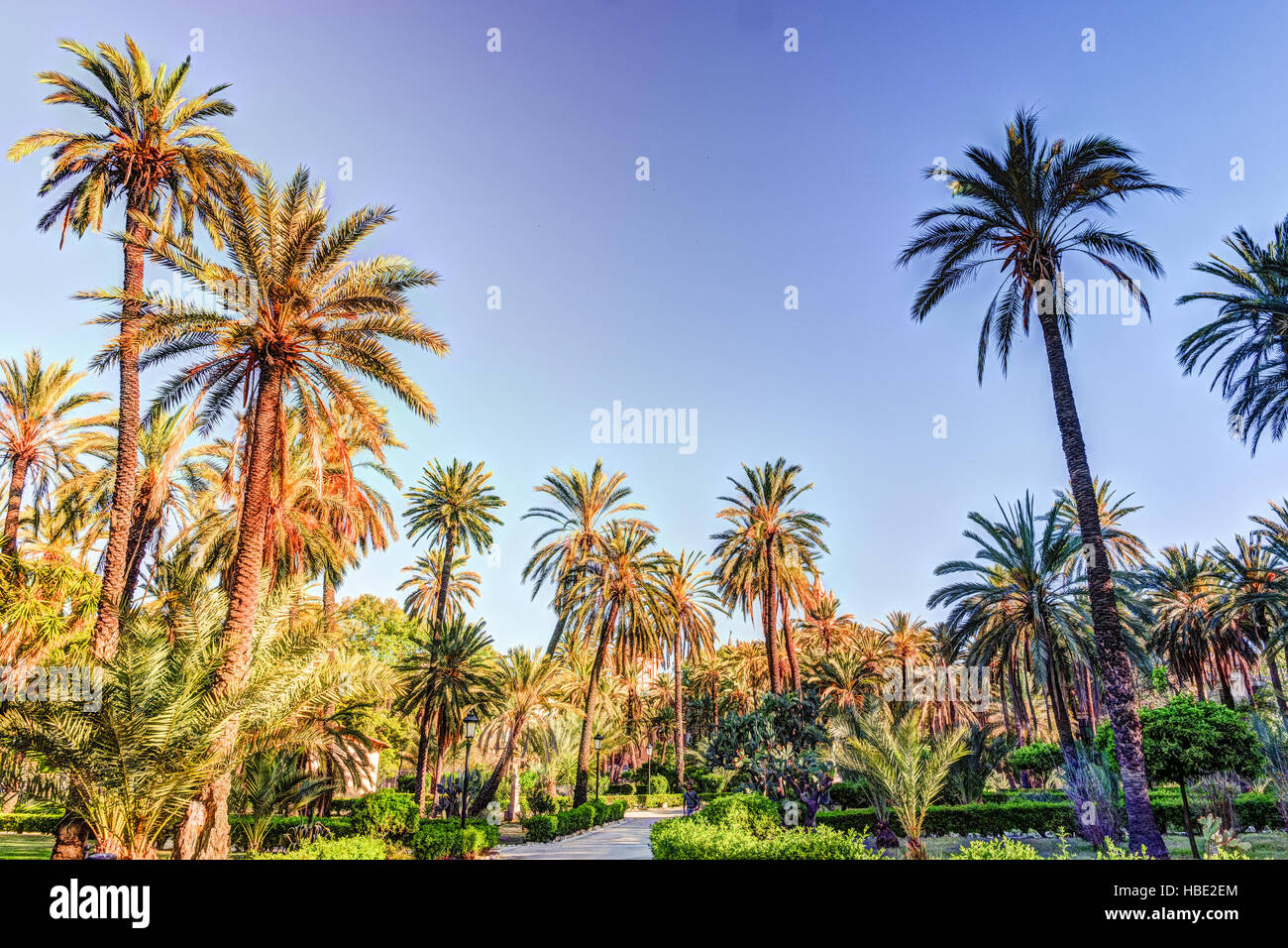 Palm trees in a tropical resort at beautiful sunny day Stock Photo - Alamy