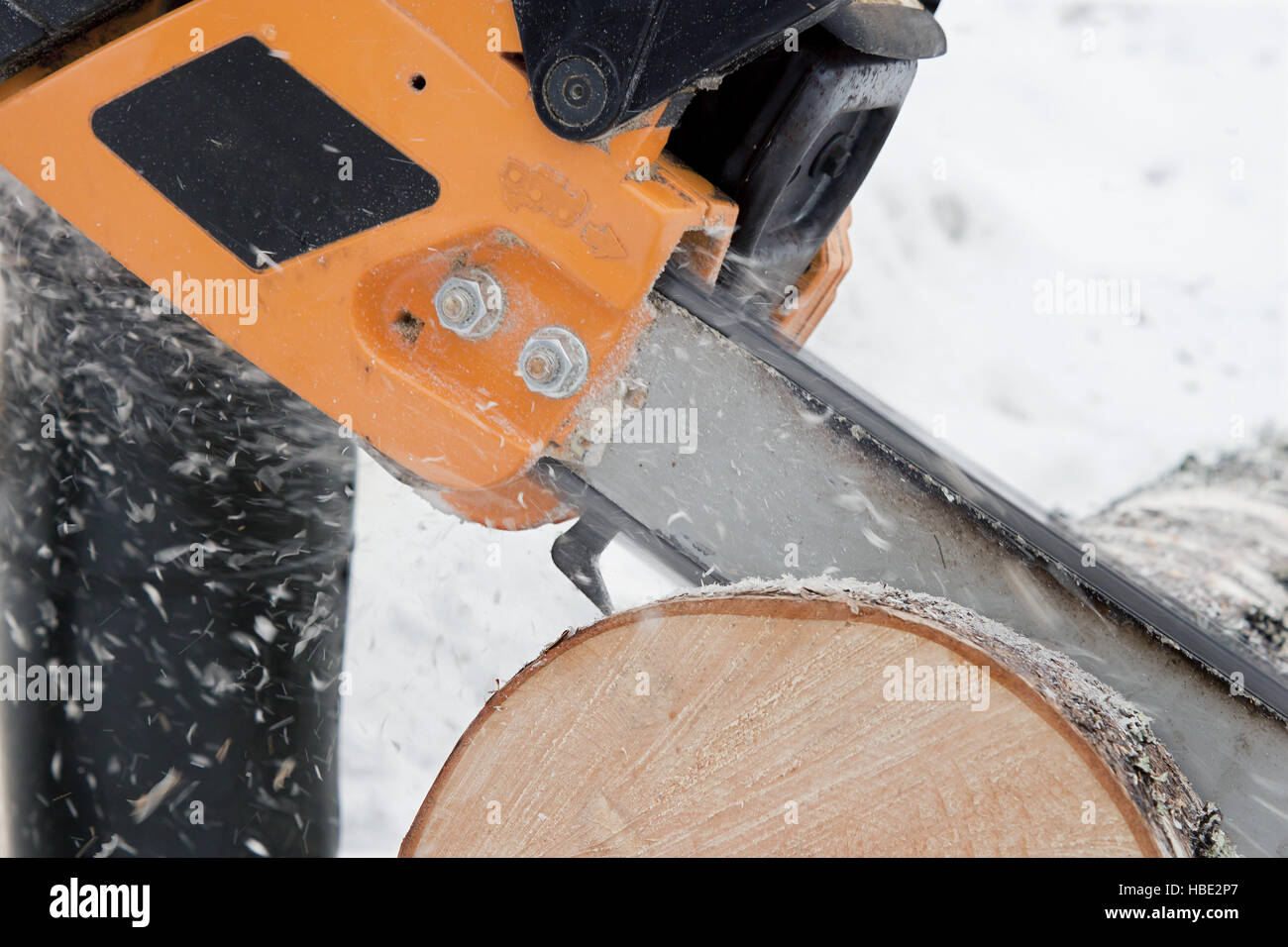 Sawing logs birch Stock Photo