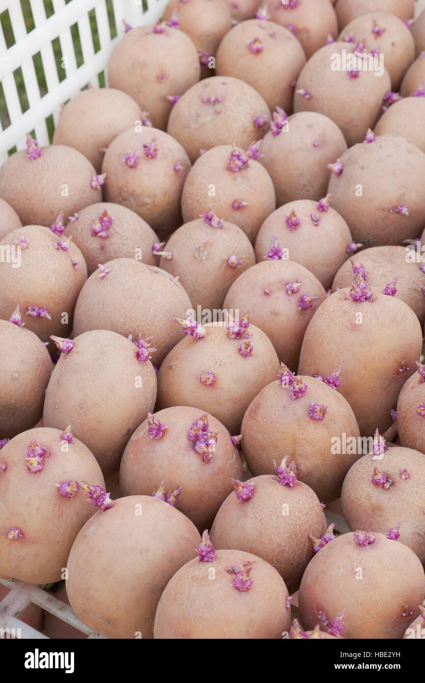 One boxes with of seed potatoes Stock Photo