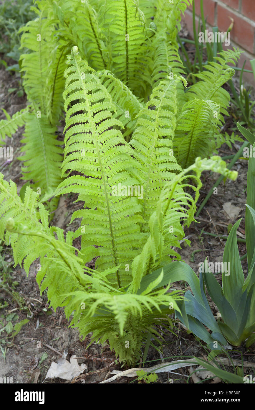 Fern garden hi-res stock photography and images - Alamy