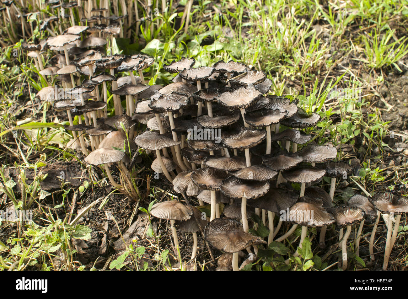 Wood mushroom fungi clusters Stock Photo