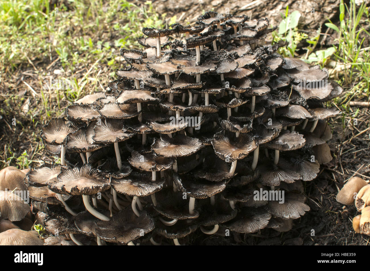 Wood mushroom fungi clusters Stock Photo