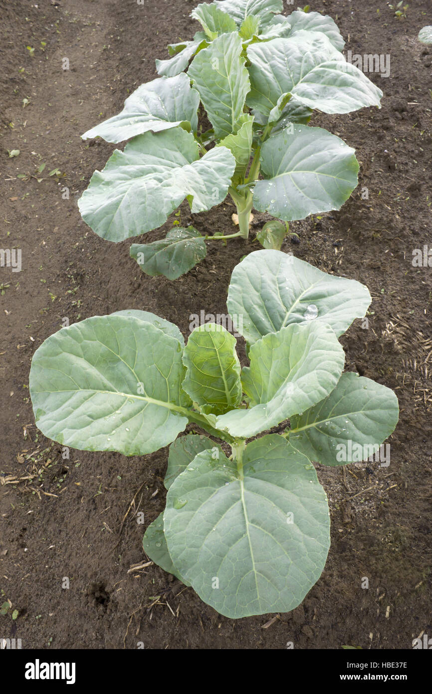 Young plants of cabbage Stock Photo Alamy