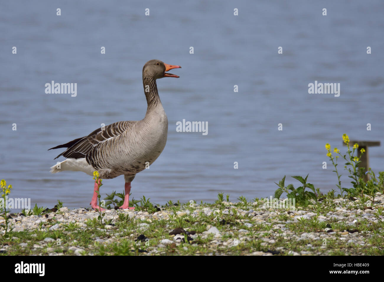 Greylag Goose Stock Photo