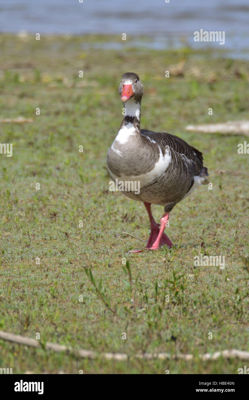 Domestic goose male female hi-res stock photography and images - Alamy