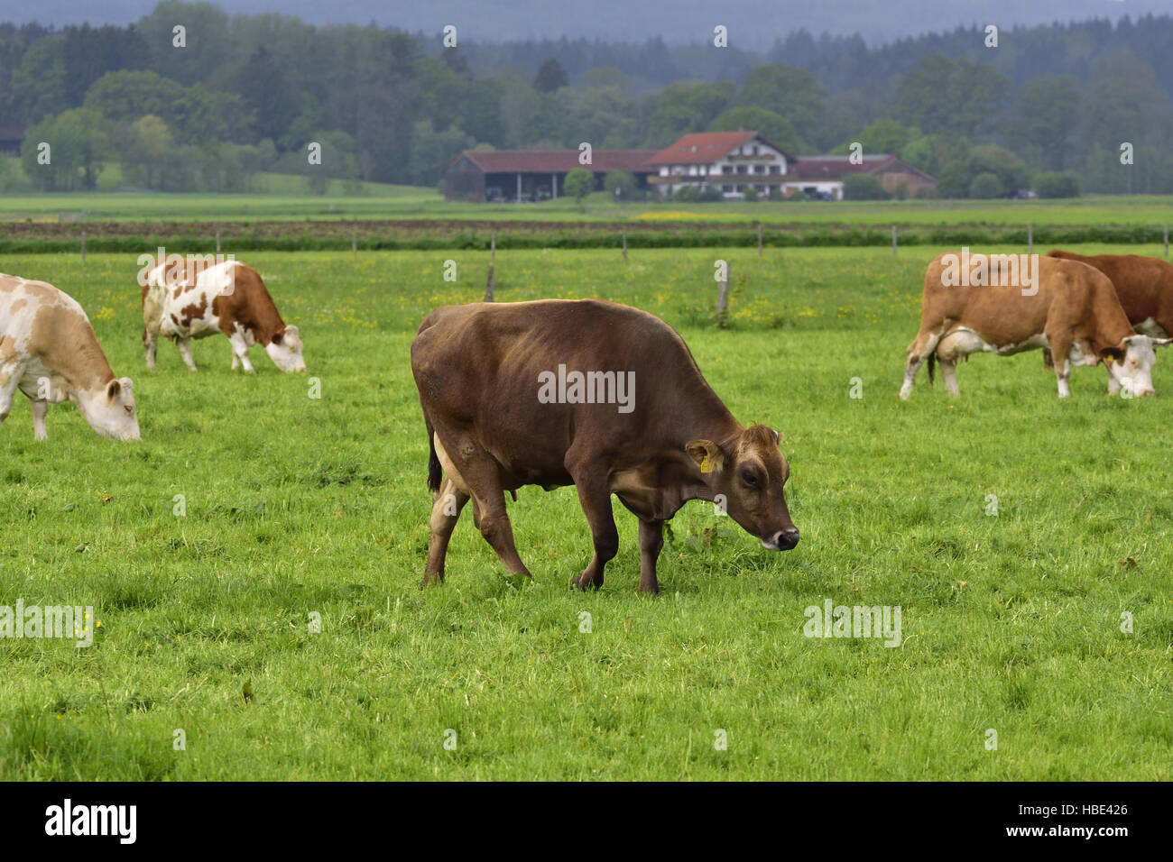 Cow herd Stock Photo