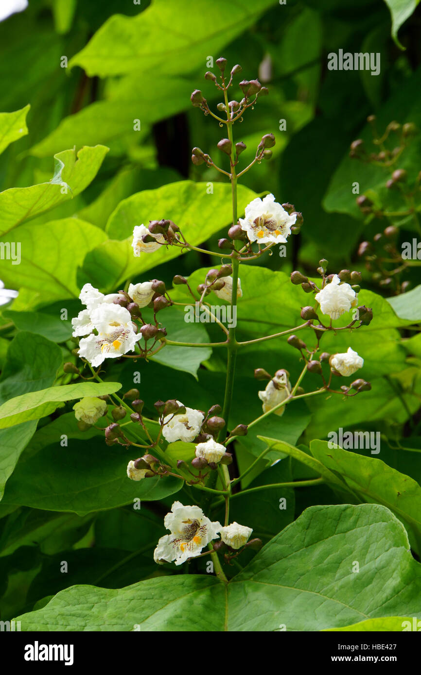 common trumpet tree Stock Photo Alamy