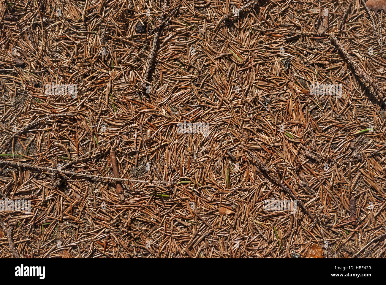 Background of pine needles Stock Photo - Alamy