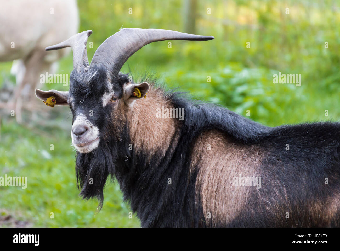 Goat beard hi-res stock photography and images - Alamy