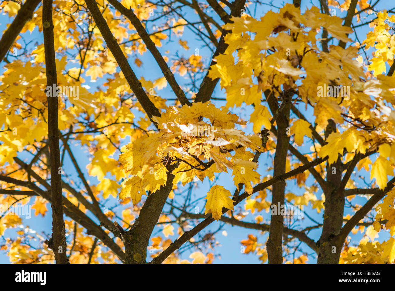 Yellow autumn leaves on a tree in front of blue sky Stock Photo - Alamy
