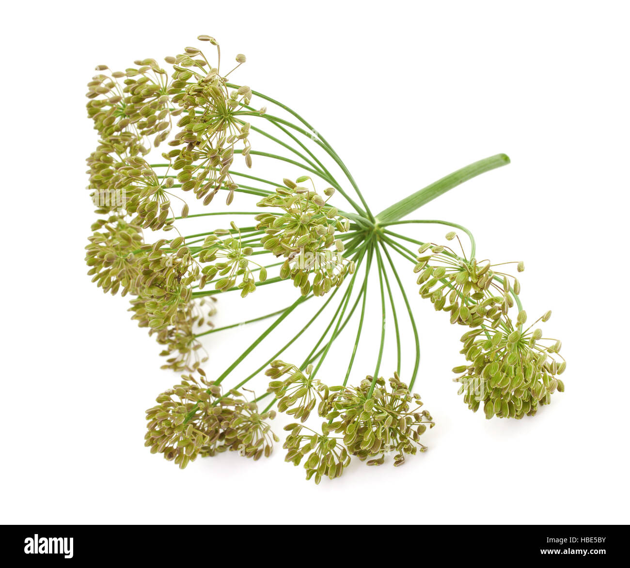 Big bunch of dill seeds Stock Photo Alamy