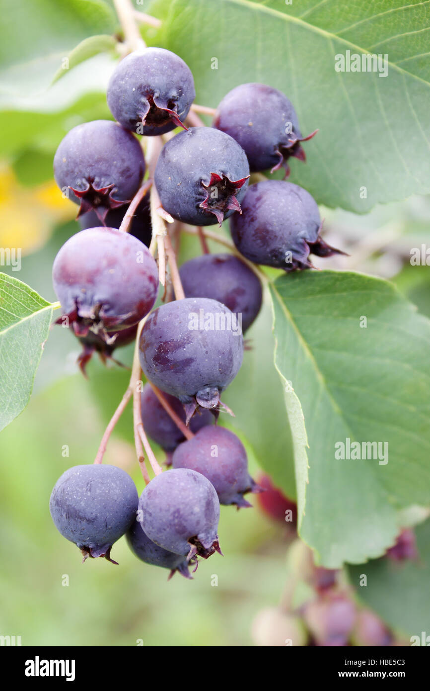 Shadberry berries Stock Photo