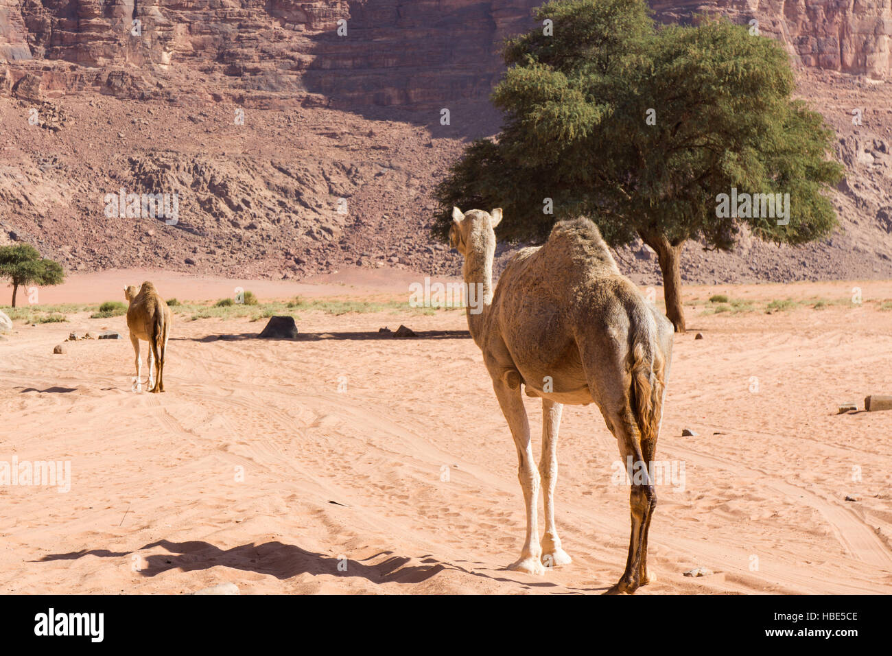 Dromedary In The Desert Stock Photo - Alamy