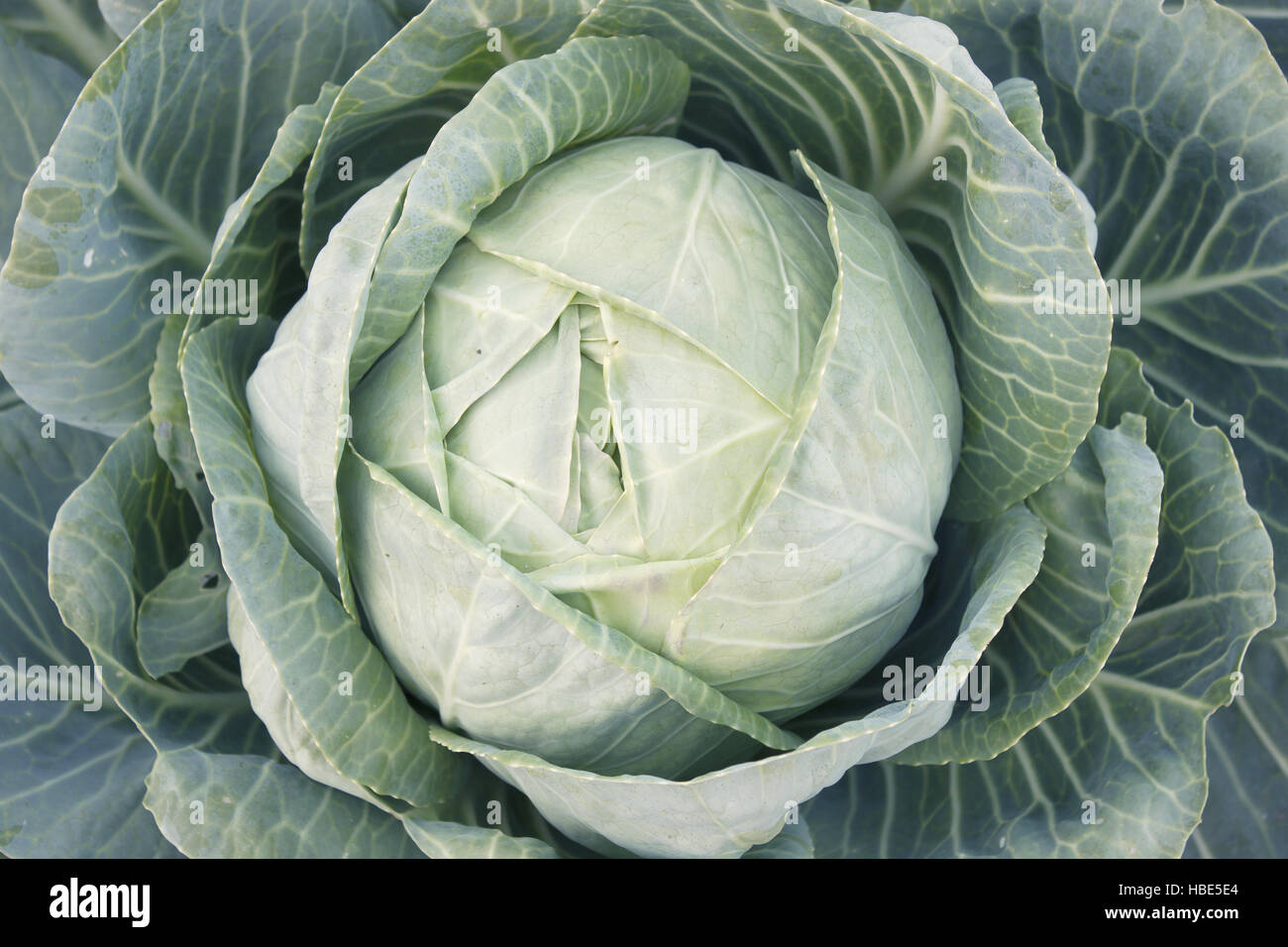 A head of cabbage Stock Photo - Alamy