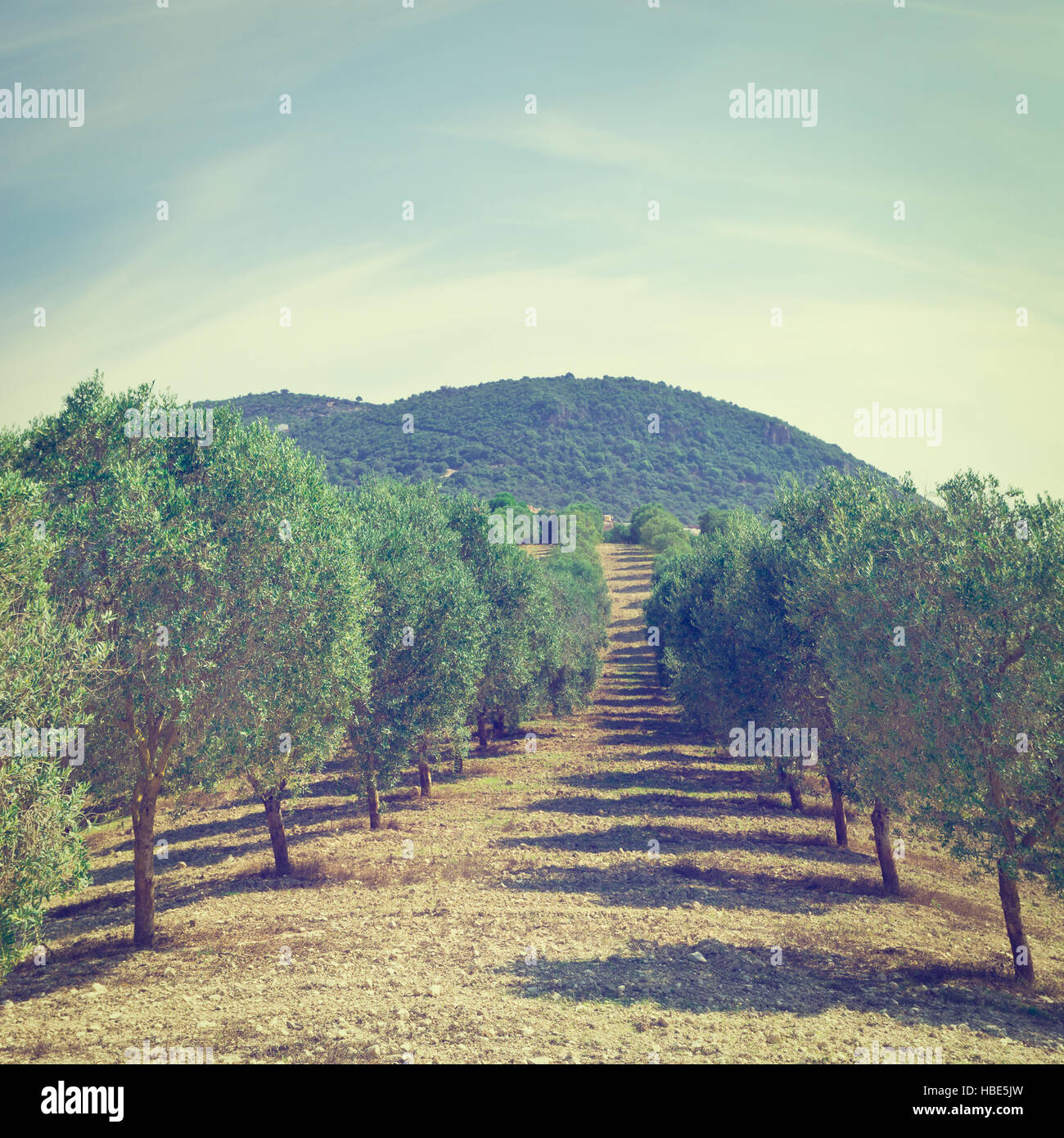 Olive grove square hi-res stock photography and images - Alamy