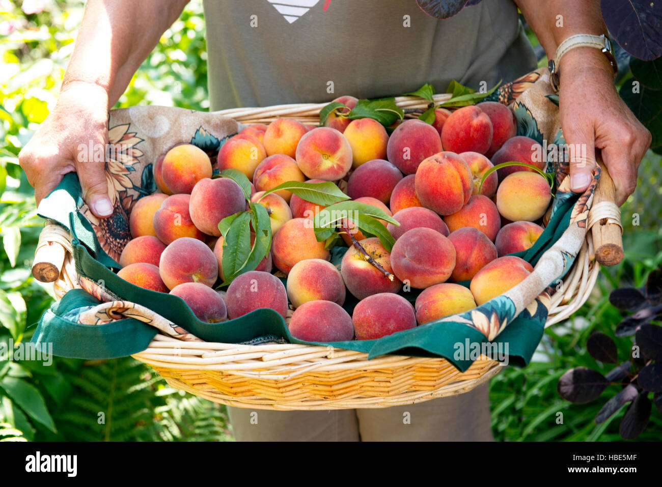 apricots in a basket Stock Photo