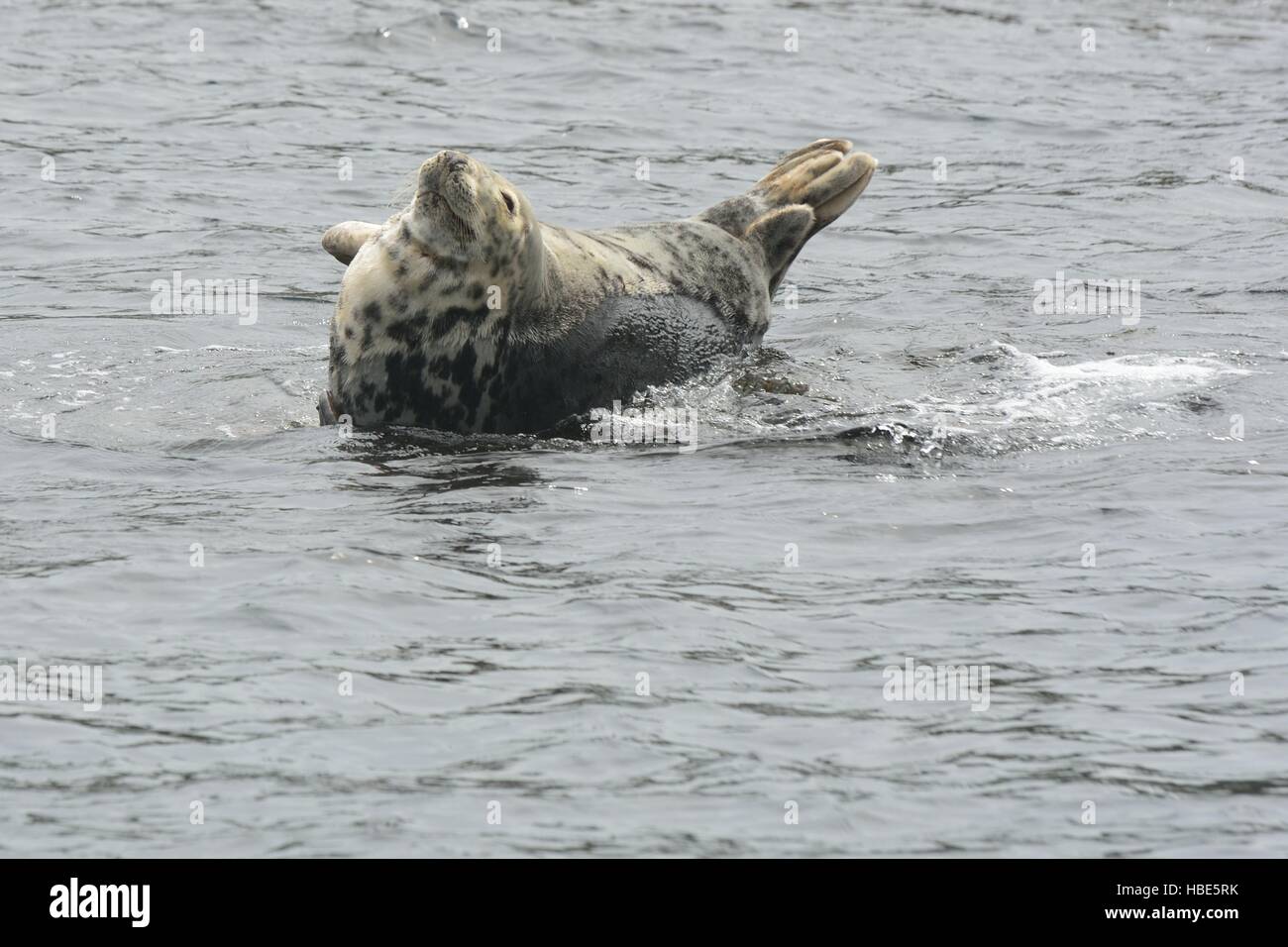 Happy looking grey seal on small rock Stock Photo