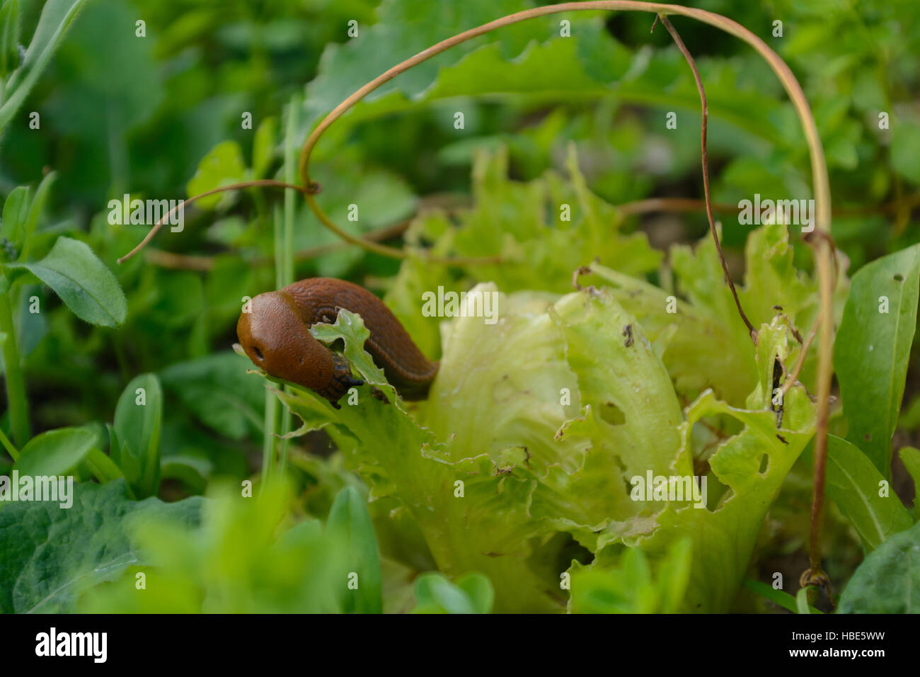 Nacktschnecke im Garten frisst grünen Salat Stock Photo