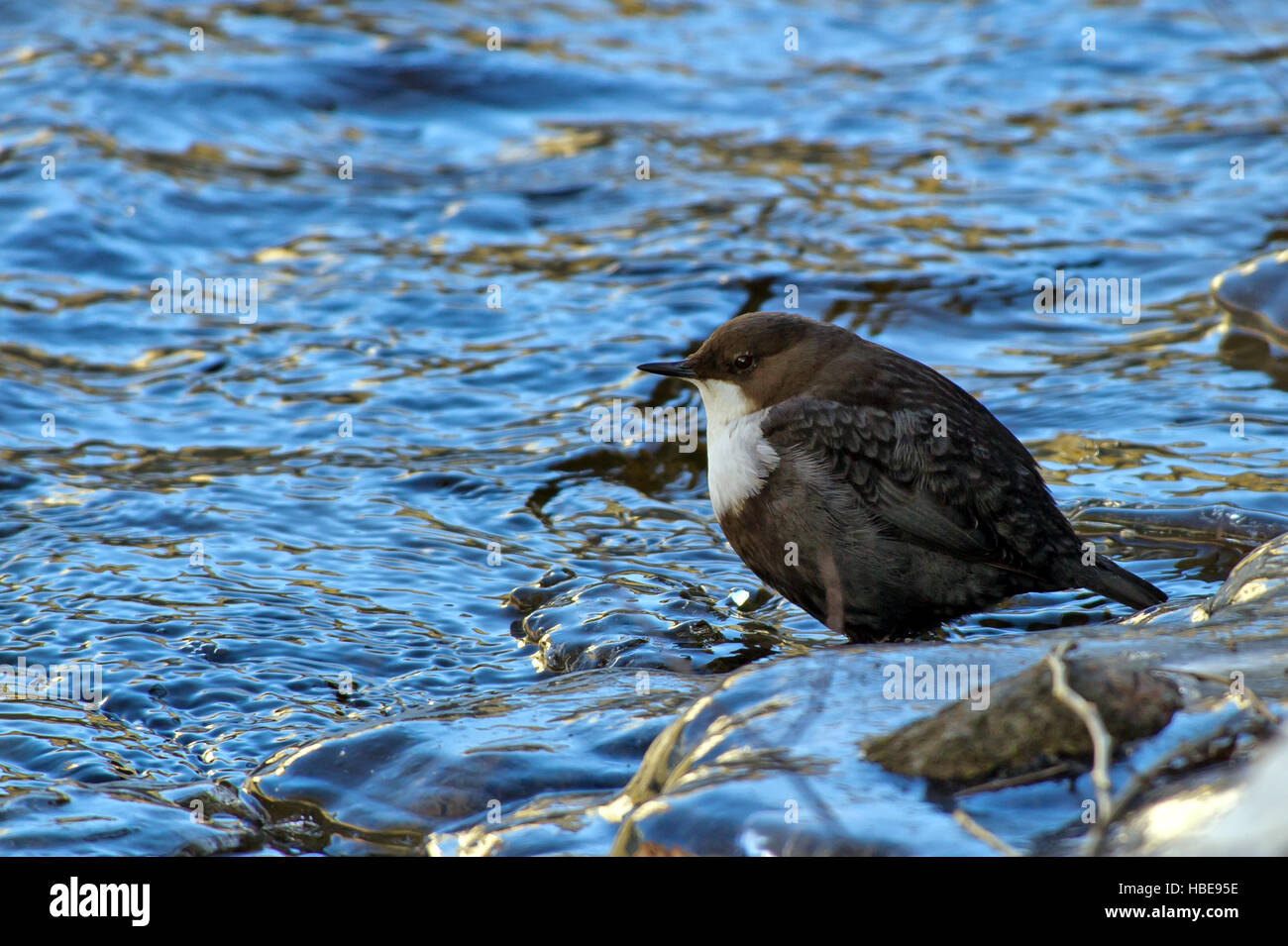 The White-throated Dipper (Cinclus cinclus) or just Dipper, is an aquatic passerine bird found in the streams Stock Photo